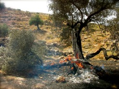 Image of Olive Tree Burning